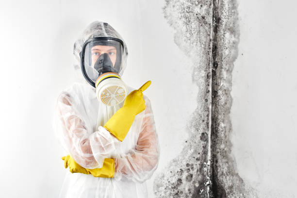 Best Mold Remediation for Healthcare Facilities  in Valmeyer, IL