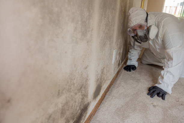 Why You Should Choose Our Mold Remediation Services in Valmeyer, IL